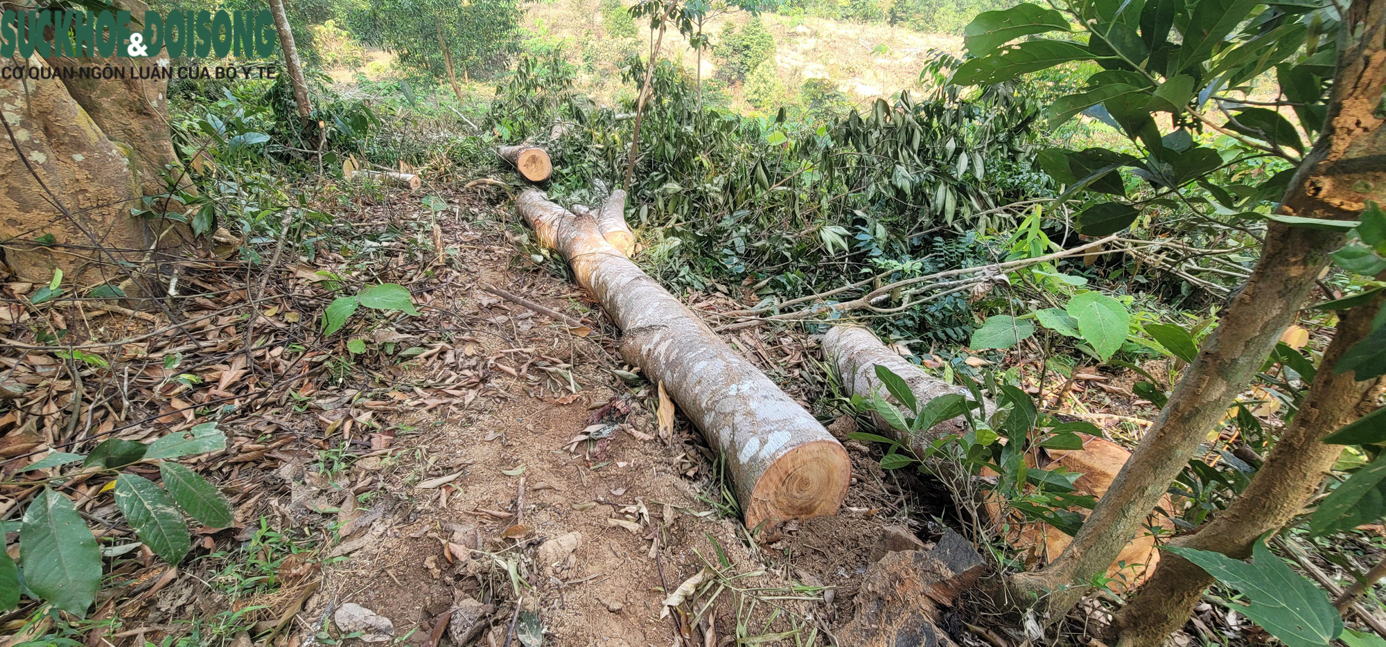 Chặt hạ hơn 10m3 gỗ lim xanh bán cho dân làm củi - Ảnh 16.