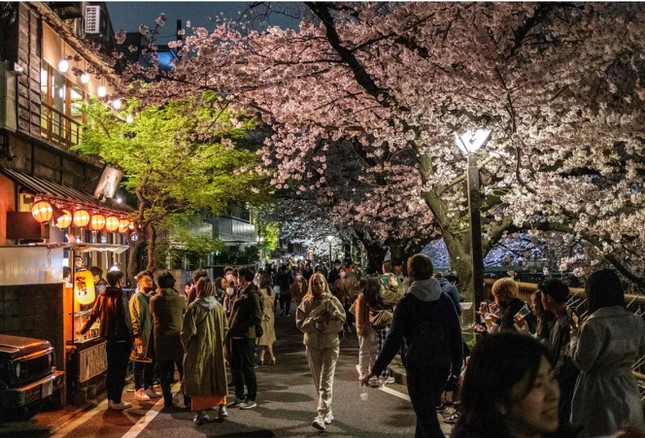 Giới trẻ Nhật Bản thích thú chụp ảnh dưới những tán hoa anh đào đẹp mê mẩn - Ảnh 2.