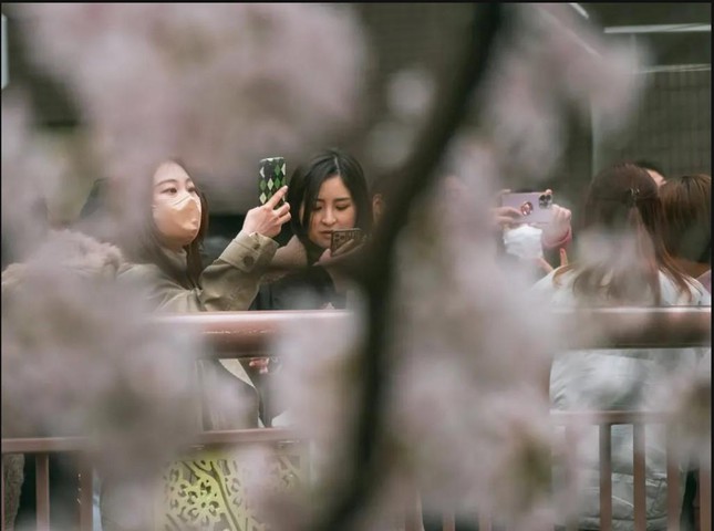 Giới trẻ Nhật Bản thích thú chụp ảnh dưới những tán hoa anh đào đẹp mê mẩn - Ảnh 14.