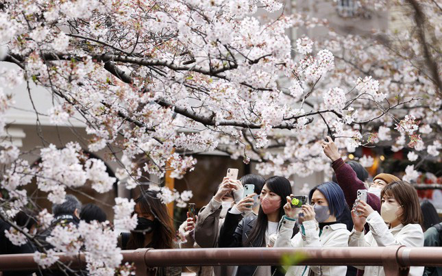 Giới trẻ Nhật Bản thích thú chụp ảnh dưới những tán hoa anh đào đẹp mê mẩn