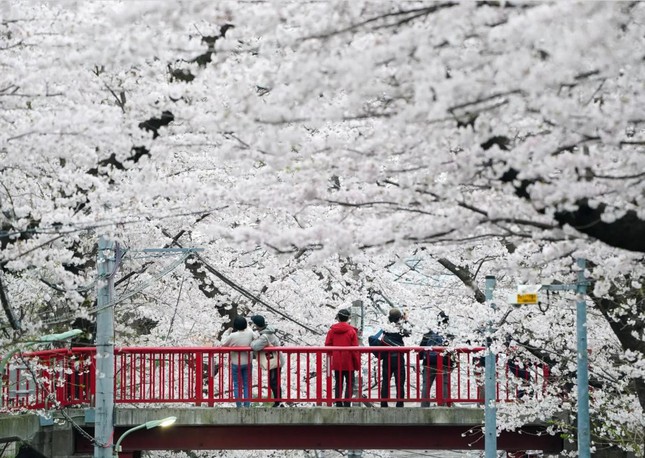 Giới trẻ Nhật Bản thích thú chụp ảnh dưới những tán hoa anh đào đẹp mê mẩn - Ảnh 8.