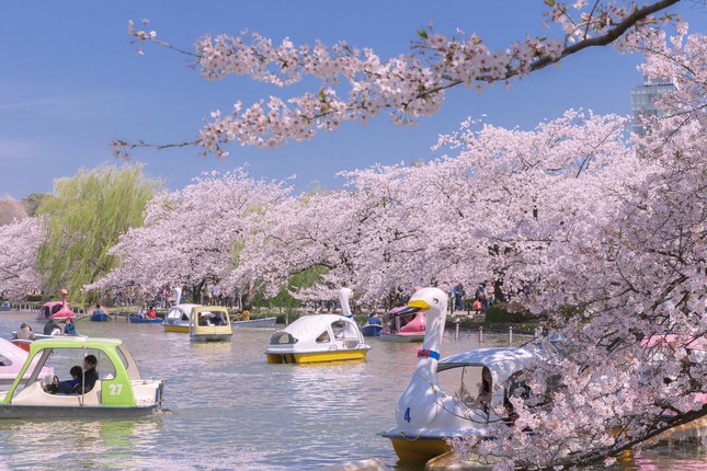 Giới trẻ Nhật Bản thích thú chụp ảnh dưới những tán hoa anh đào đẹp mê mẩn - Ảnh 6.