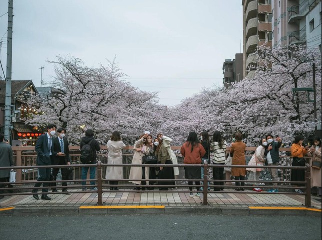 Giới trẻ Nhật Bản thích thú chụp ảnh dưới những tán hoa anh đào đẹp mê mẩn - Ảnh 16.