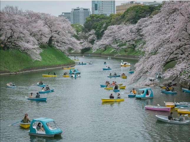 Giới trẻ Nhật Bản thích thú chụp ảnh dưới những tán hoa anh đào đẹp mê mẩn - Ảnh 18.