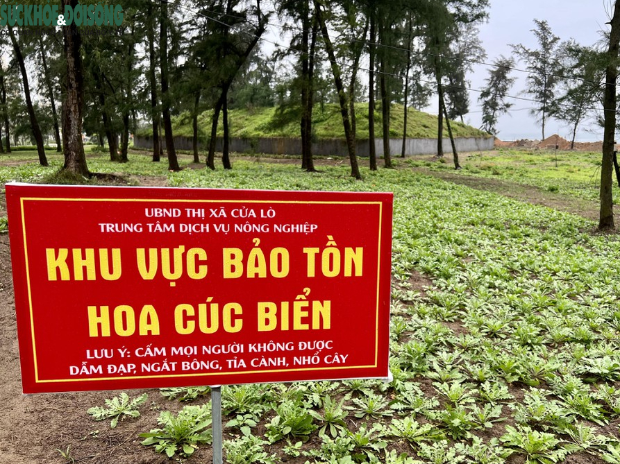 Mê đắm trong sắc vàng của hoa cúc biển - Ảnh 6.