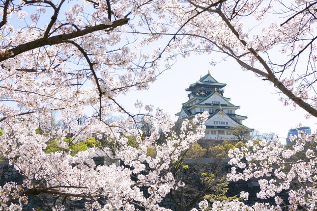 Giới trẻ Nhật Bản thích thú chụp ảnh dưới những tán hoa anh đào đẹp mê mẩn - Ảnh 20.