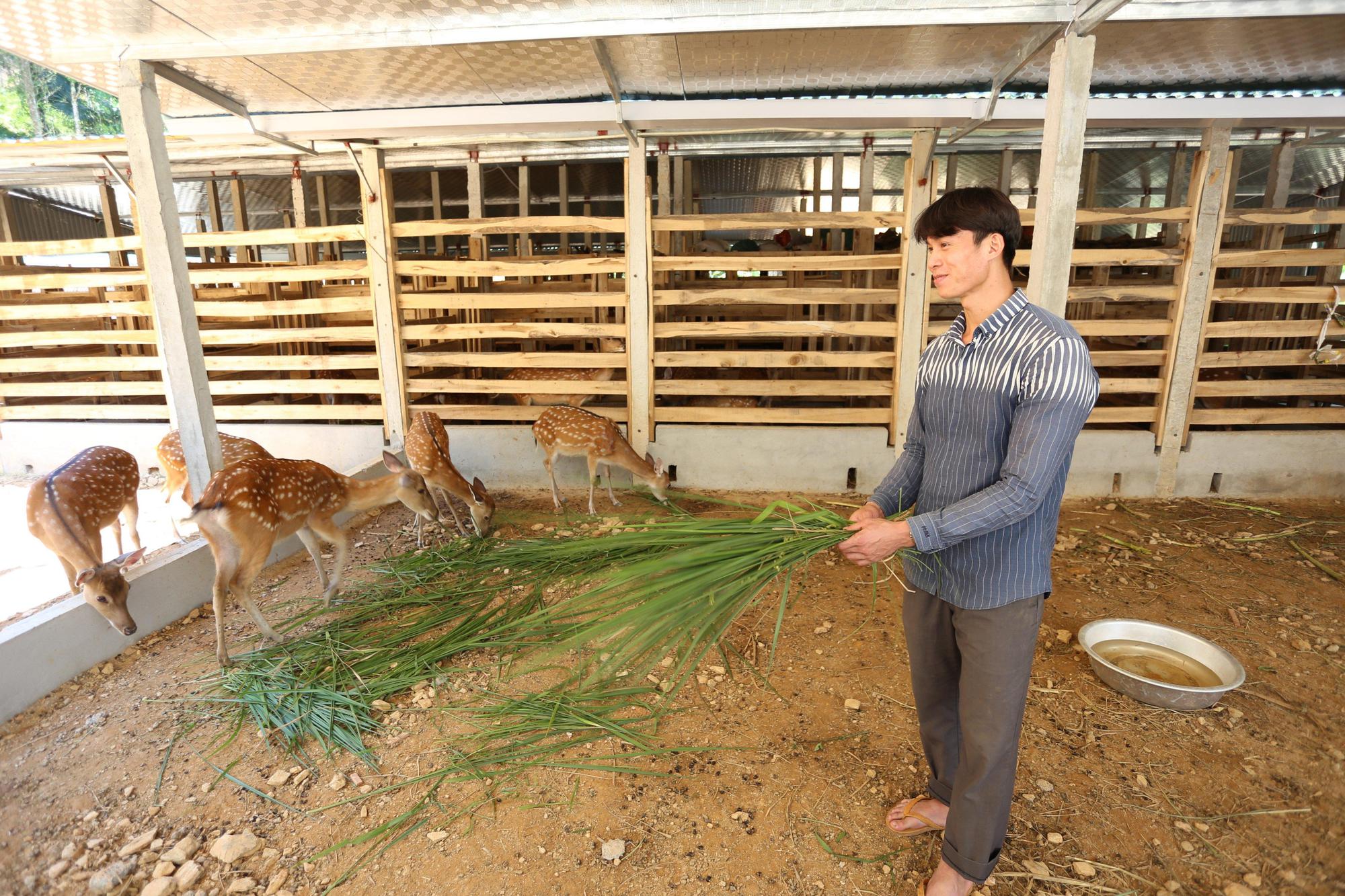 Tốt nghiệp đại học quyết không đi xin việc, bỏ về quê nuôi hươu thu 2 tỷ/năm - Ảnh 2.