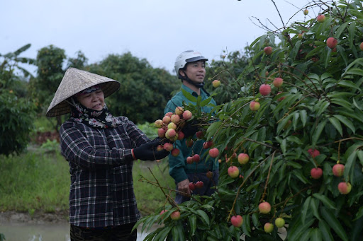 Vải Hải Dương đầu vụ bán được 100.000 đồng/kg, người nông dân...mừng rớt nước mắt - Ảnh 6.