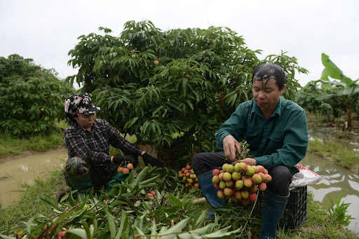 Vải Hải Dương đầu vụ bán được 100.000 đồng/kg, người nông dân...mừng rớt nước mắt - Ảnh 3.