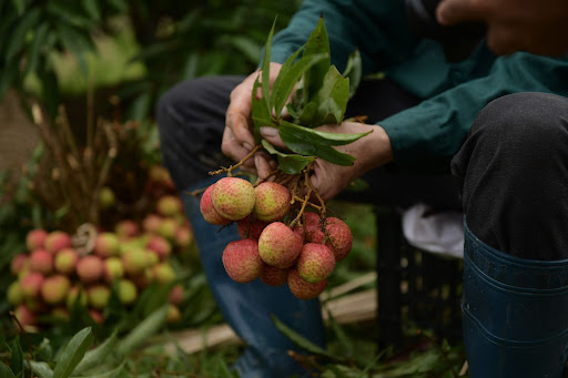 Vải Hải Dương đầu vụ bán được 100.000 đồng/kg, người nông dân...mừng rớt nước mắt - Ảnh 1.