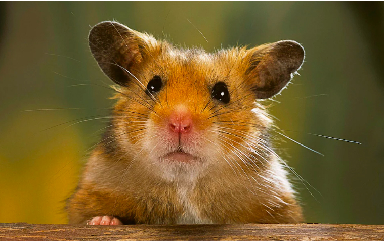 14044 hình ảnh về Chuột Hamster chùm ảnh vô cùng dễ thương ngộ nghĩnh  đáng yêu nhất  Mua bán hình ảnh shutterstock giá rẻ chỉ từ 3000 đ trong 2  phút
