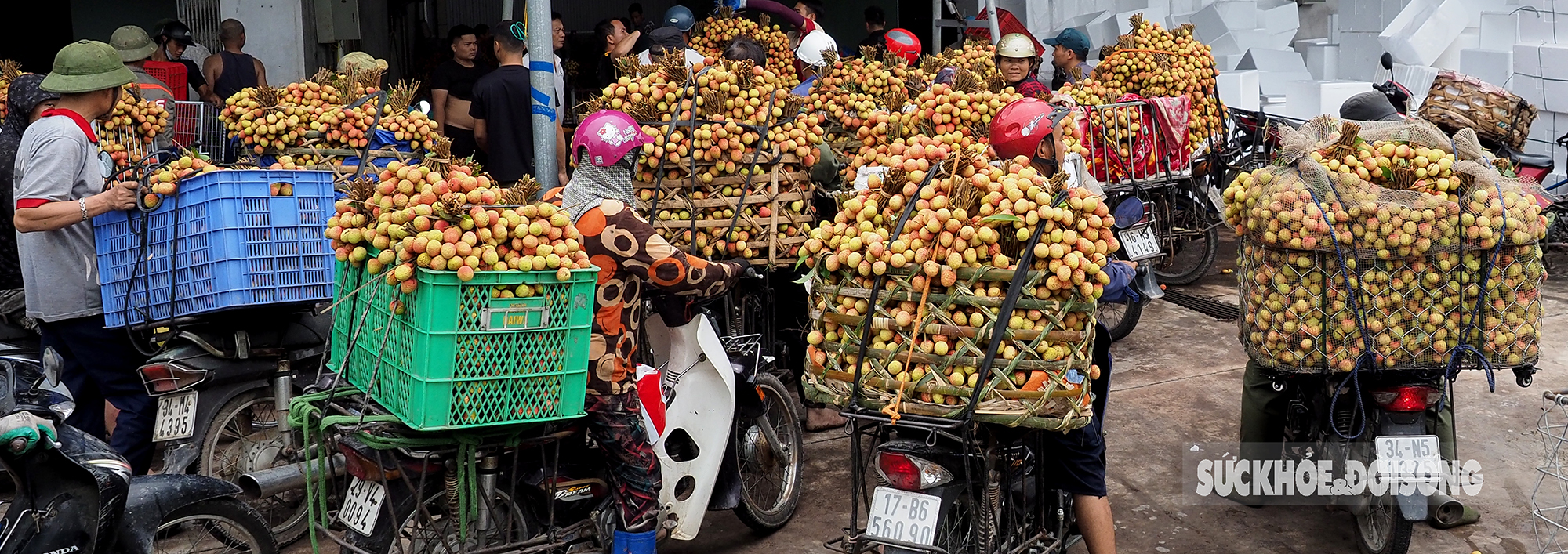 Vải thiều chín sớm được mùa, người dân Thanh Hà phấn khởi mang đi tiêu thụ  - Ảnh 3.