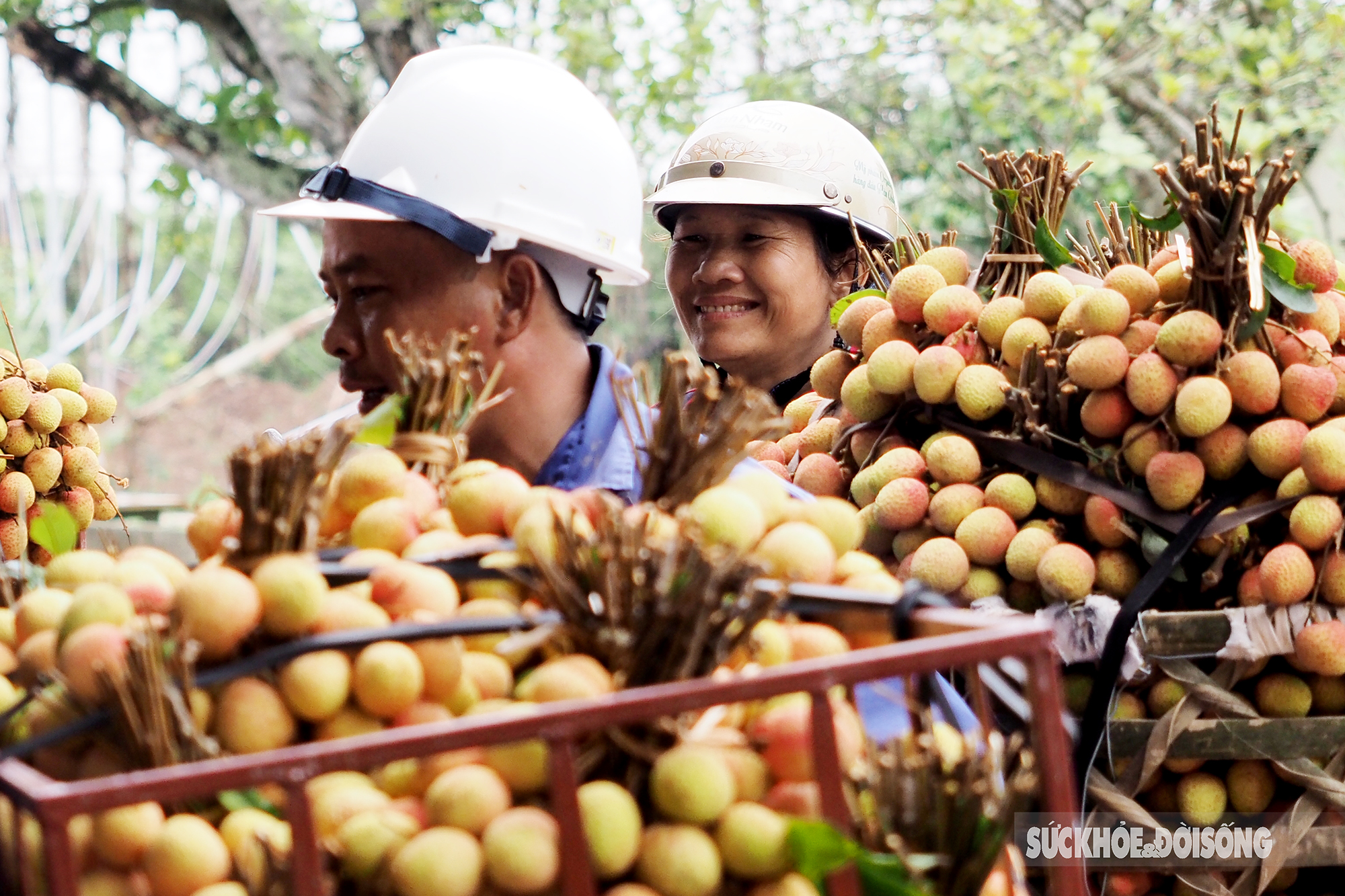 Vải thiều chín sớm được mùa, người dân Thanh Hà phấn khởi mang đi tiêu thụ  - Ảnh 6.