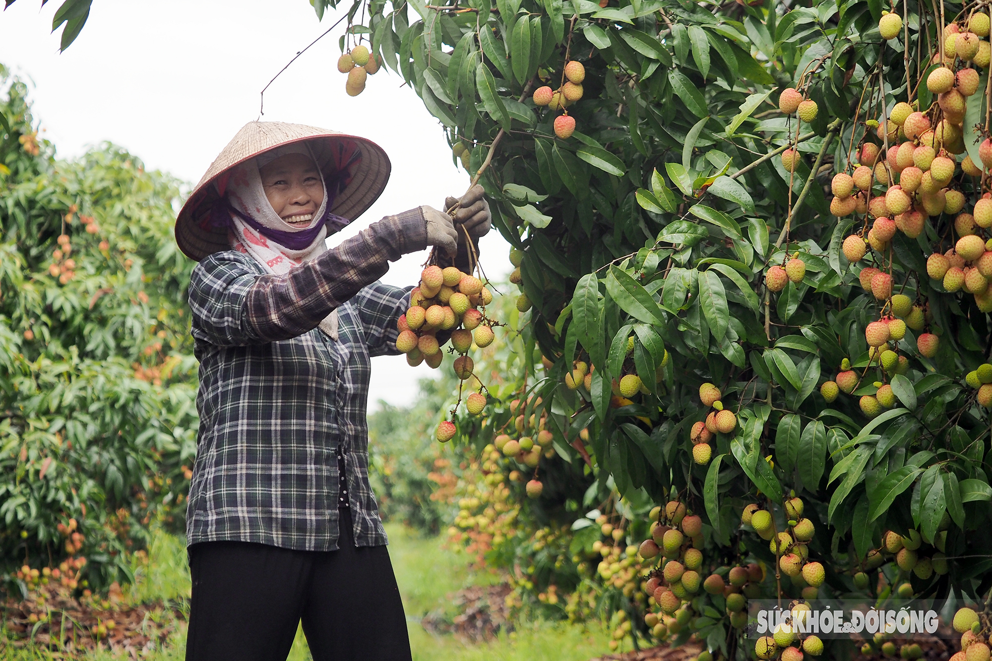 Vải thiều chín sớm được mùa, người dân Thanh Hà phấn khởi mang đi tiêu thụ  - Ảnh 8.