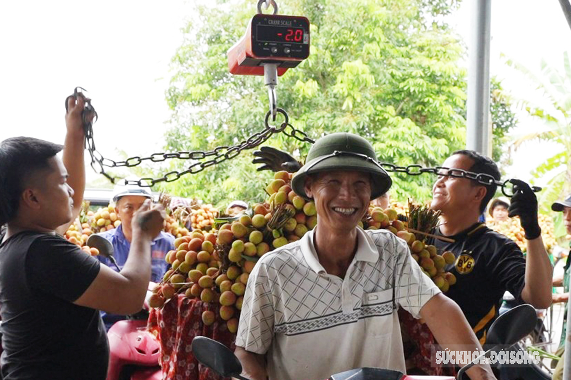 Vải thiều chín sớm được mùa, người dân Thanh Hà phấn khởi mang đi tiêu thụ  - Ảnh 11.