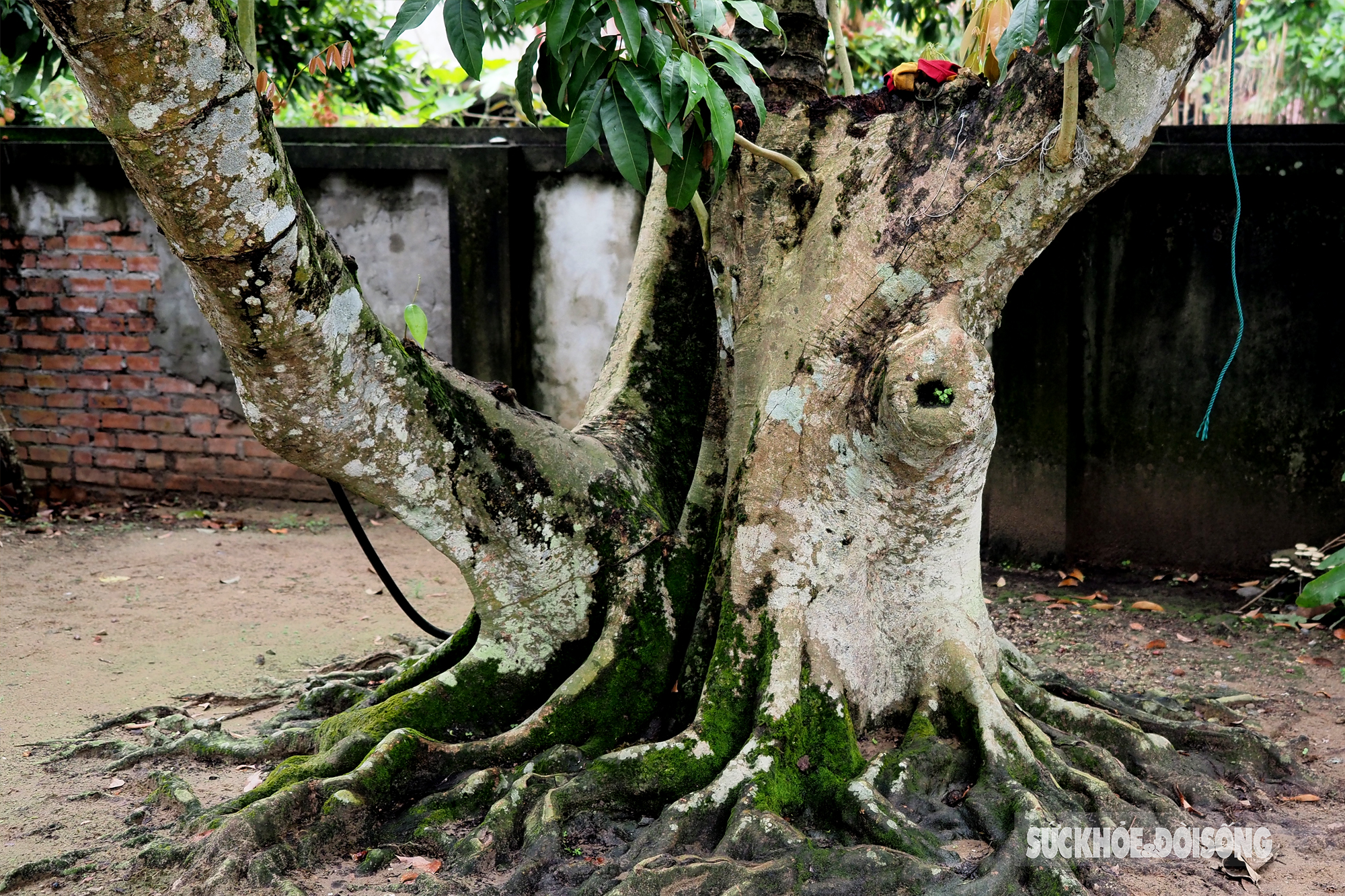 Vải thiều chín sớm được mùa, người dân Thanh Hà phấn khởi mang đi tiêu thụ  - Ảnh 15.