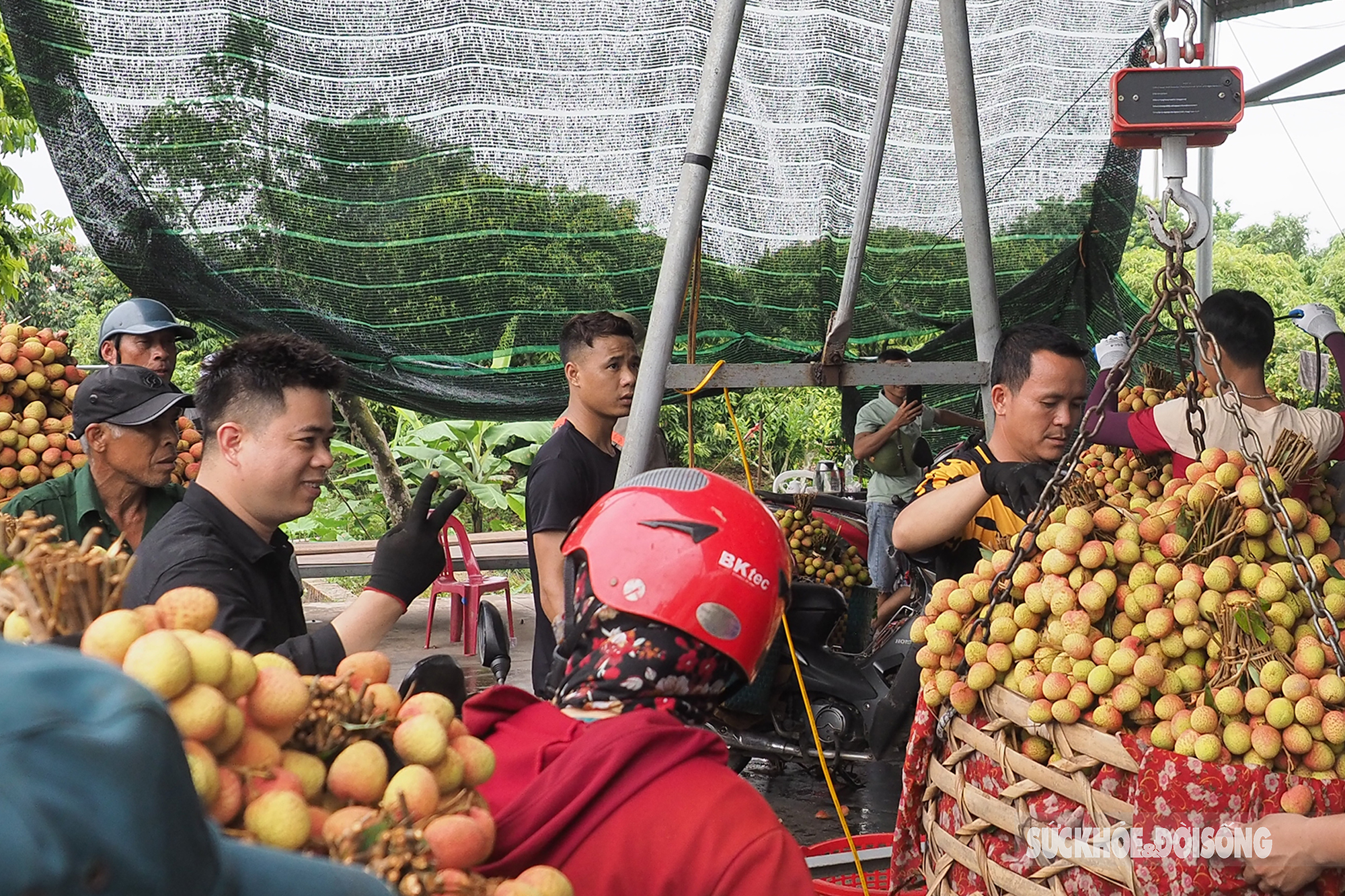 Vải thiều chín sớm được mùa, người dân Thanh Hà phấn khởi mang đi tiêu thụ  - Ảnh 18.