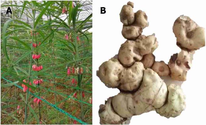 Đông y điều trị đau lưng - Ảnh 5.