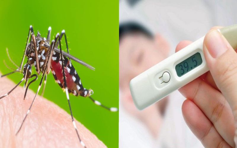 Sốt xuất huyết ở người lớn: Triệu chứng, biến chứng và cách xử trí đúng khi mắc sốt xuất huyết