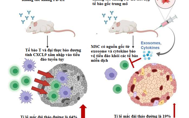Liệu pháp tế bào gốc ngăn chặn tác dụng phụ của thuốc điều trị ung thư
