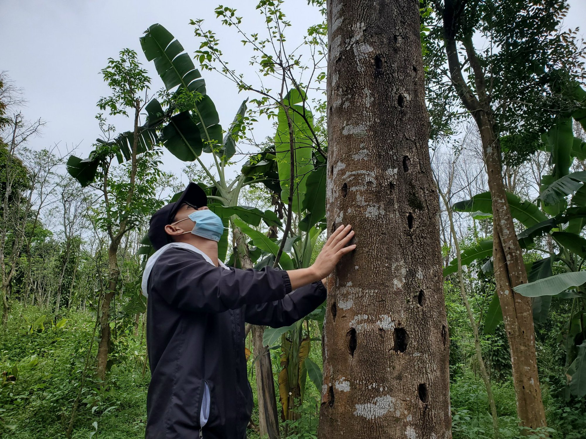 Vỡ mộng đời &quot;lên hương&quot; nhờ trồng cây cho loài trầm đắt đỏ - Ảnh 1.