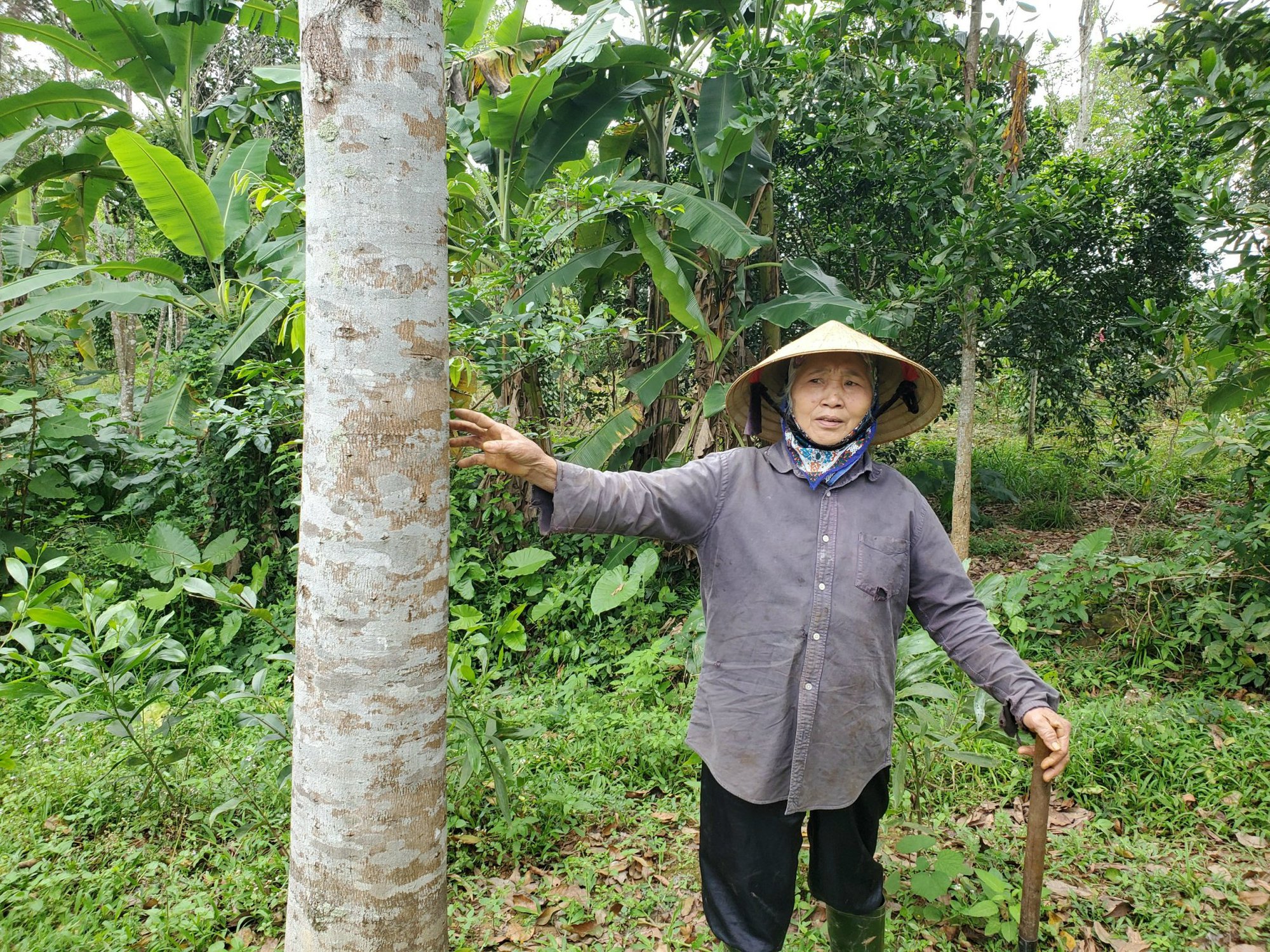 Vỡ mộng đời &quot;lên hương&quot; nhờ trồng cây cho loài trầm đắt đỏ - Ảnh 3.