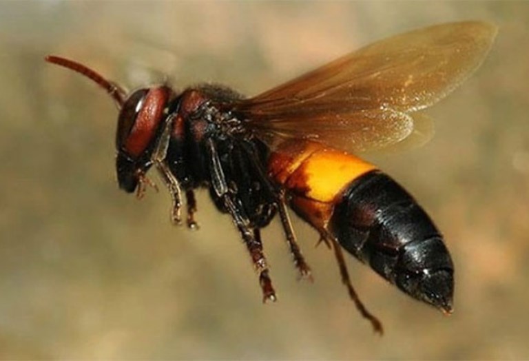 Ong vò vẽ (Asian giant hornet): Với hình ảnh này, bạn sẽ được liếc nhìn cận cảnh con ong vò vẽ lớn và đáng sợ này. Hãy tìm hiểu thêm về con ong này nhưng đừng quên cẩn thận!