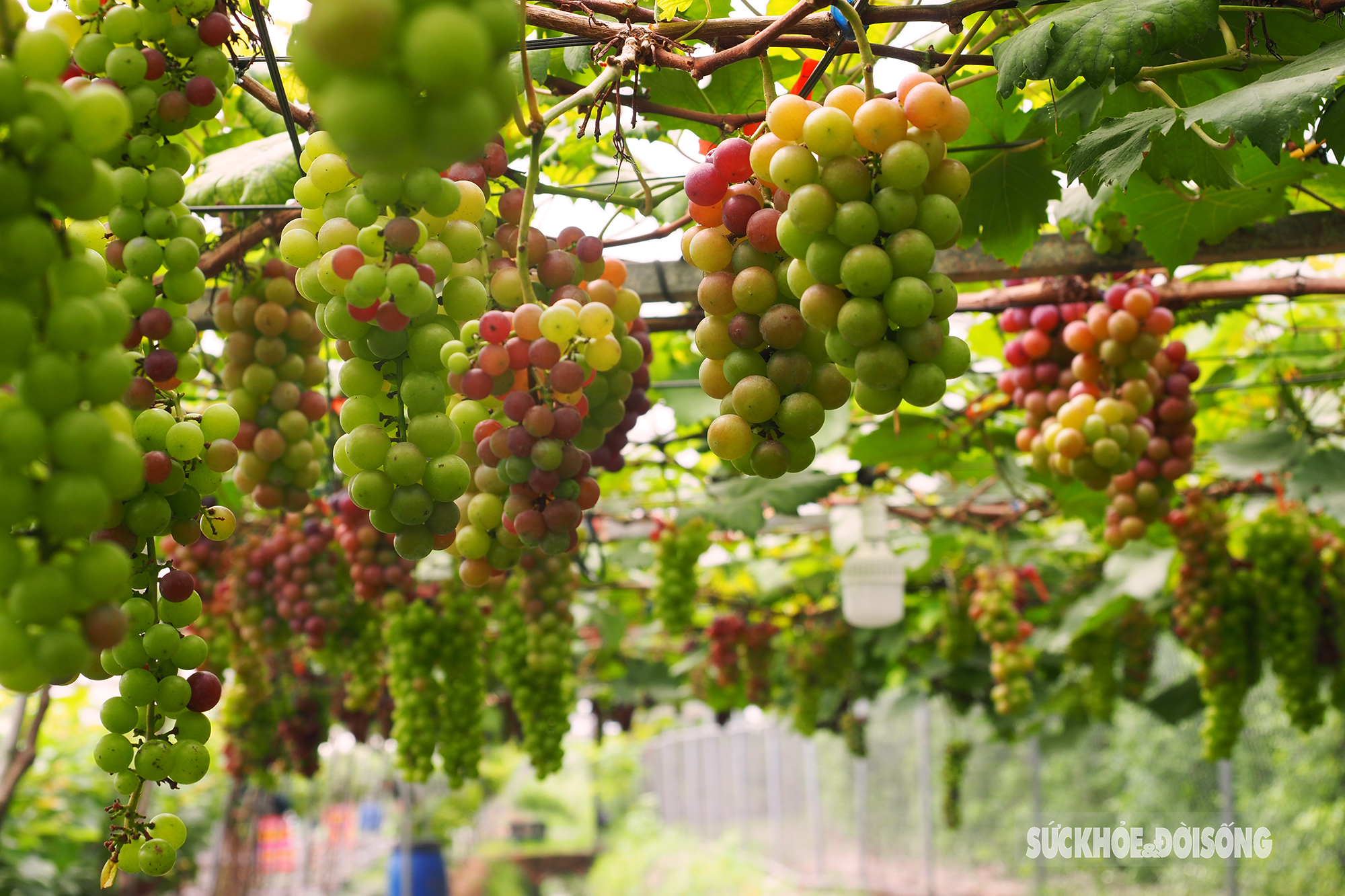 “Lạc bước” vào vườn nho tại Hà Nội cứ ngỡ như đang ở Ninh Thuận - Ảnh 5.