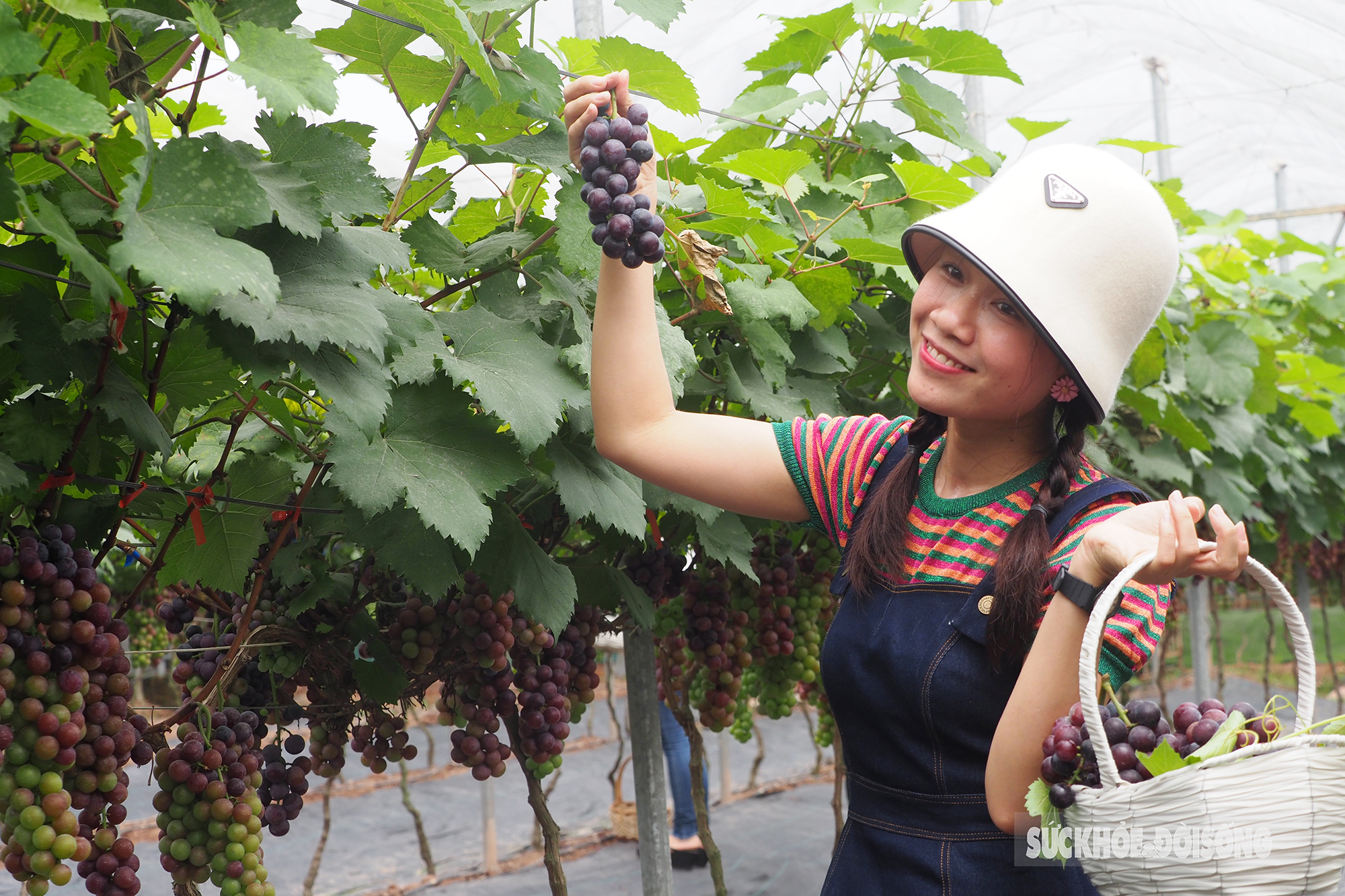 Mô hình trồng nho kết hợp sản xuất nông nghiệp công nghệ cao và du lịch  trải nghiệm trên địa bàn xã Nghi Trung