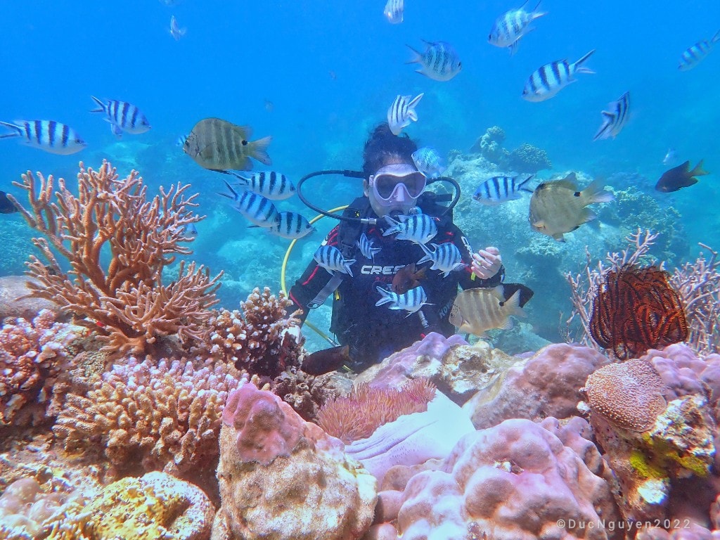 San hô: Hãy chiêm ngưỡng vẻ đẹp kì diệu của vùng san hô dưới đáy biển với hàng trăm loài sinh vật và màu sắc sặc sỡ. Đây là điểm đến độc đáo cho những ai yêu thích khám phá và trải nghiệm thế giới dưới đáy đại dương.