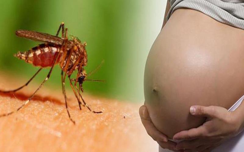 Phụ nữ mang thai có truyền virus Dengue gây bệnh sốt xuất huyết cho con không?