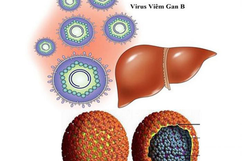 Vai trò của thuốc điều trị viêm gan B - Ảnh 1.