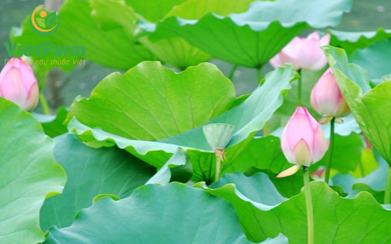 Cháo lá sen giải nhiệt, cải thiện mỡ máu