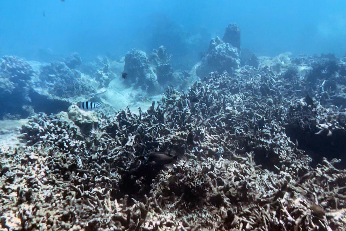 Từ 27/6, tạm dừng hoạt động lặn biển ở Hòn Mun để bảo vệ san hô - Ảnh 1.