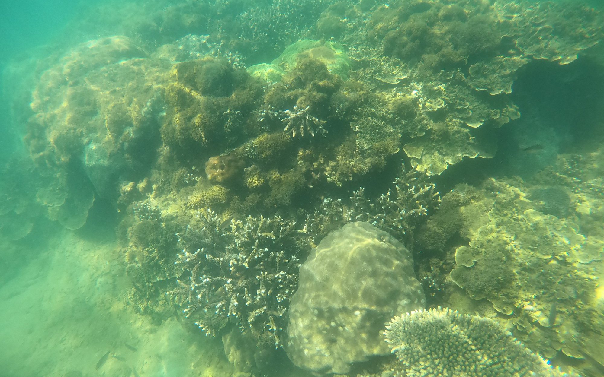 Chất lượng san hô ở Hòn Mun suy giảm mạnh