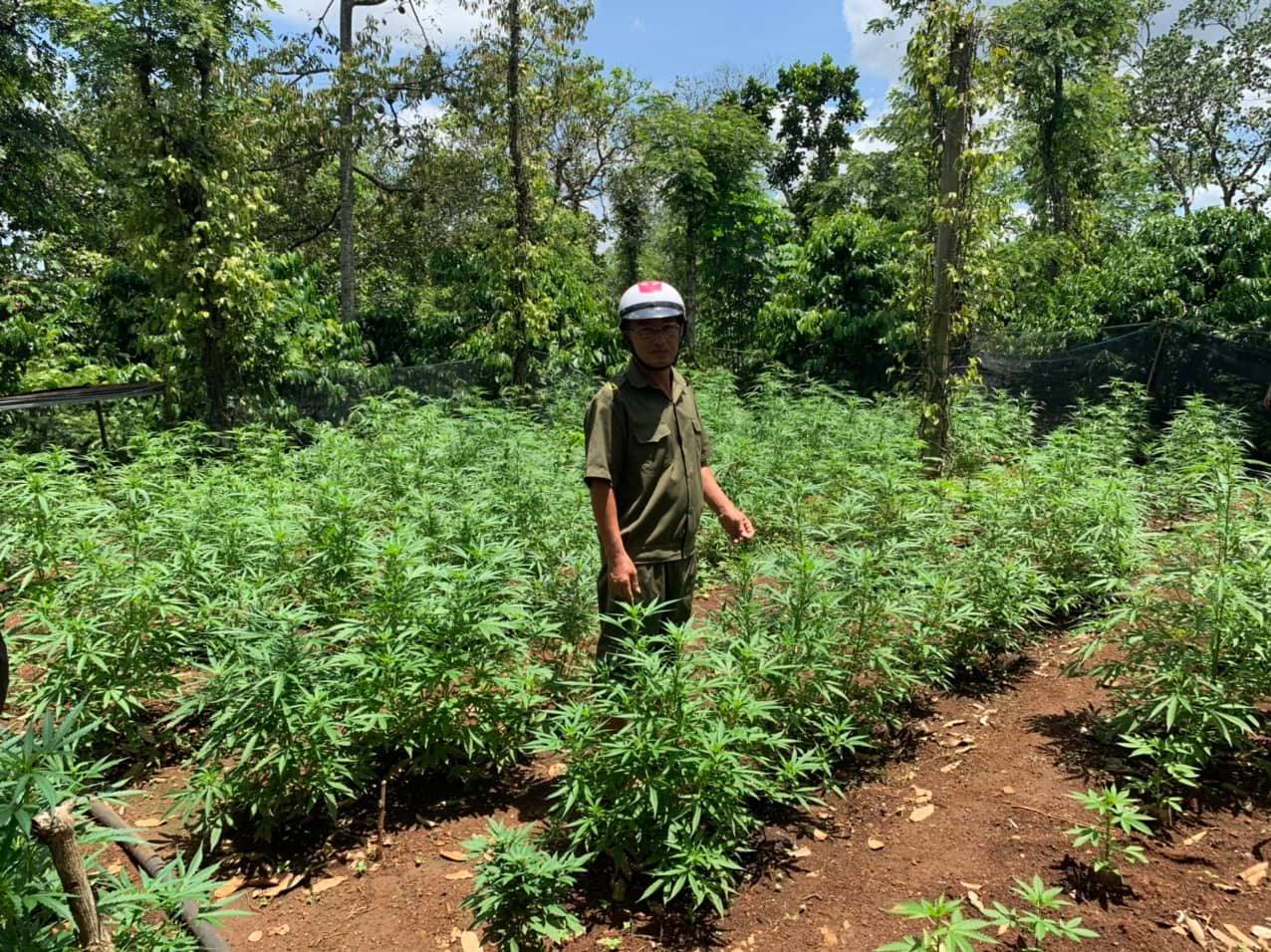Trồng nhiều cây cần sa trong vườn để...cho gà ăn - Ảnh 3. Trồng nhiều cây cần sa trong vườn để...cho gà ăn - Ảnh 3.
