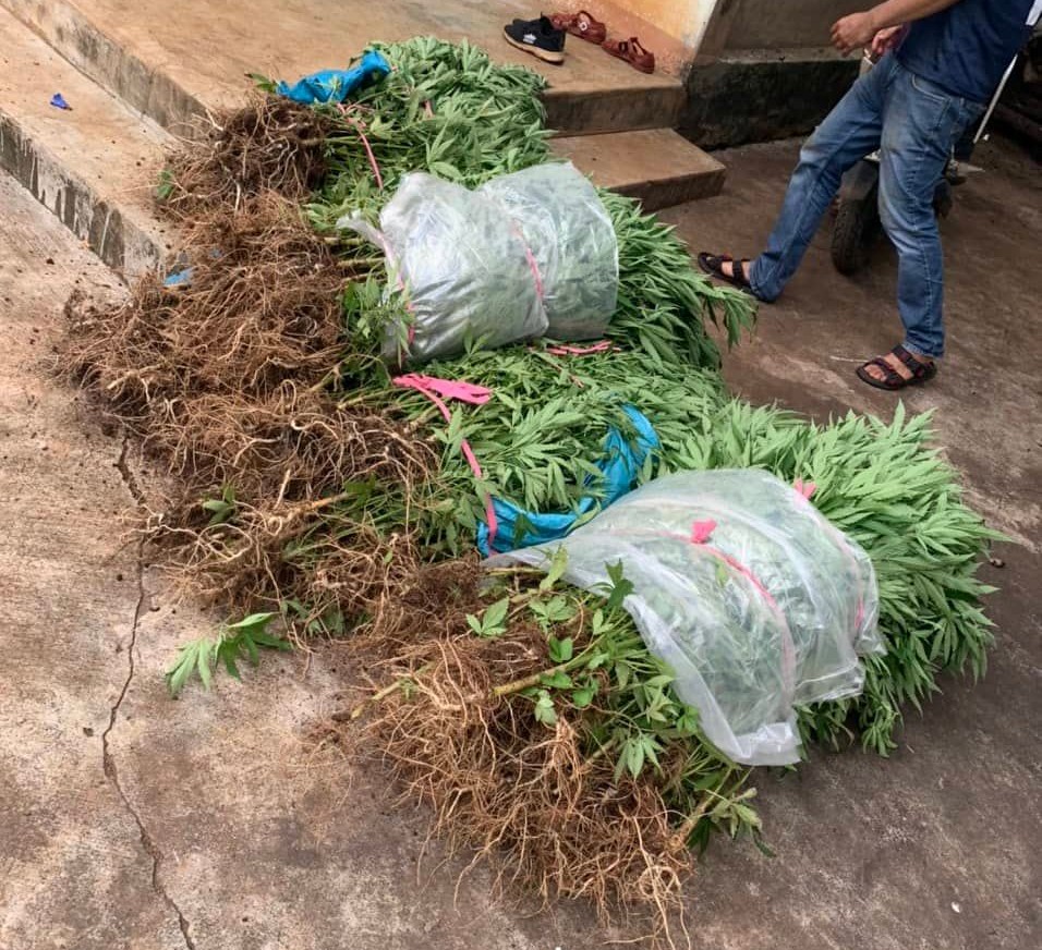 Trồng nhiều cây cần sa trong vườn để...cho gà ăn - Ảnh 4. Trồng nhiều cây cần sa trong vườn để...cho gà ăn - Ảnh 4.