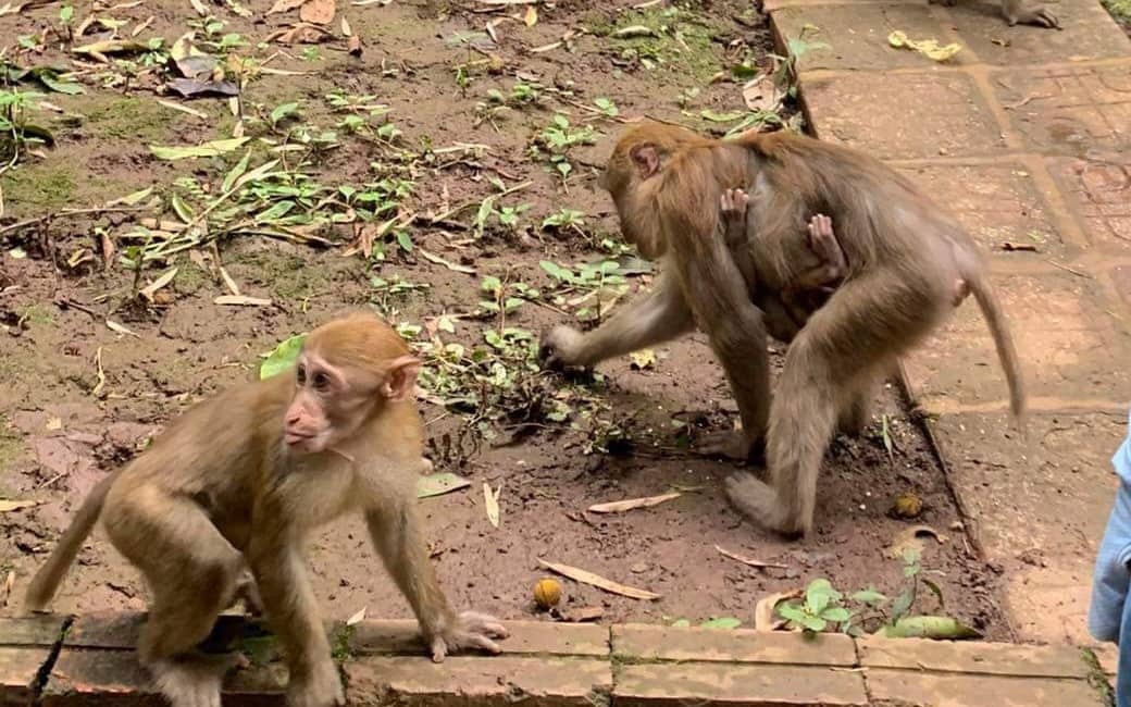 Du khách hốt hoảng vì cả đàn khỉ ào ào lao xuống, một bé gái bị khỉ tấn công