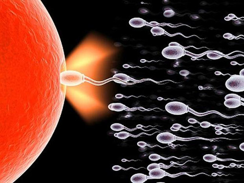 Tinh trùng được sản xuất hàng ngày trong cơ thể người đàn ông, nhưng một chu kỳ tái tạo tinh trùng đầy đủ phải mất khoảng 64 ngày.