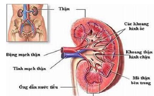 Trị viêm bể thận cấp như thế nào?