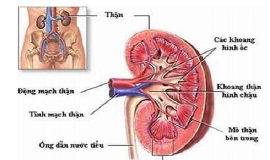 Cách điều trị và phòng ngừa viêm bể thận cấp - Ảnh 2.