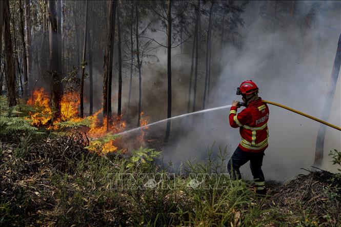 Nắng nóng càn quét, thảm họa cháy rừng xảy ra ở nhiều nước châu Âu - Ảnh 3.
