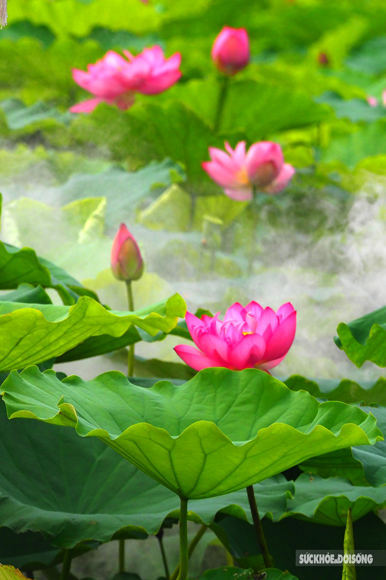 Sen Bách Diệp ở Hồ Tây là một trong những điểm đến nổi tiếng tại Hà Nội, thu hút du khách thập phương bởi vẻ đẹp huyền diệu của hàng ngàn cánh hoa sen trắng tinh khiết. Hãy thư giãn và tận hưởng cảm giác yên bình khi tham gia khám phá vẻ đẹp thiên nhiên này.