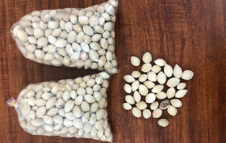 Dàn cảnh bán bạch quả lừa đảo hàng trăm triệu đồng - Ảnh 3.