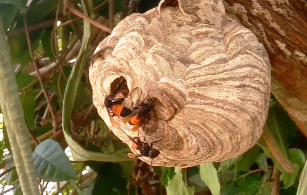 Nếu bạn yêu thích sự độc đáo và tinh tế, hình ảnh về ong vò vẽ này sẽ làm hài lòng bạn. Những hình ảnh độc đáo này sẽ cho bạn một cái nhìn đầy thú vị về động vật này.