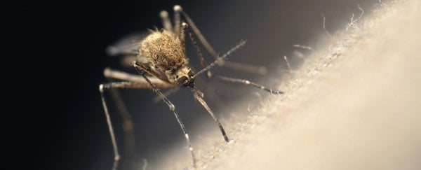 Tại sao một số người được muỗi &quot;đặc biệt ưa thích&quot;? - Ảnh 1.