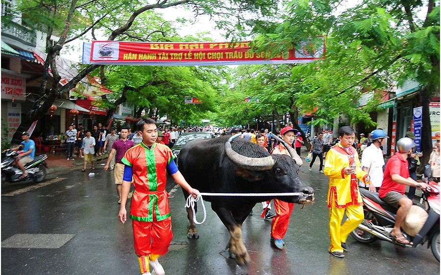 Hải Phòng: Lễ hội chọi trâu Đồ Sơn 2022 khởi động trở lại với nhiều nét mới