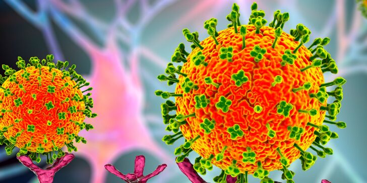 Cảnh giác sự 'tấn công' của virus Henipavirus khi chưa có vaccine phòng bệnh  - Ảnh 7.