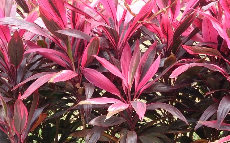 5 bài thuốc trị bệnh từ lá huyết dụ- Ảnh 3.