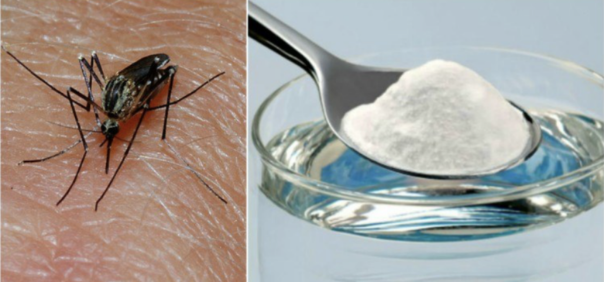 6 giải pháp tự nhiên giúp hết ngứa sưng do muỗi đốt